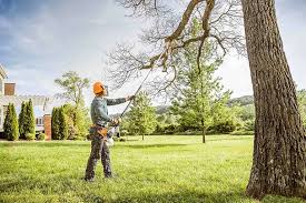  Donna, TX Tree Care Pros