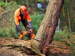 Trusted Donna, TX Tree Care Experts