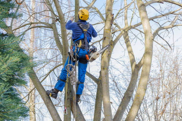 Best Tree Preservation Services  in Donna, TX