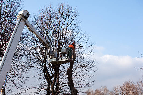 Best Leaf Removal  in Donna, TX