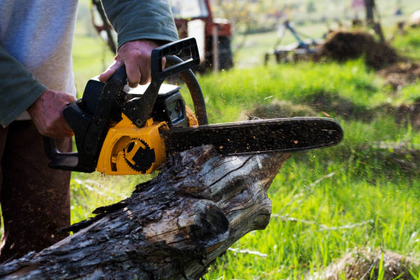 Best Arborist Consultation Services  in Donna, TX